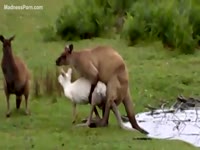 Fuck-hungry kangaroo is having intercourse with a sheep